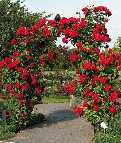 ruže - záhradné kríky